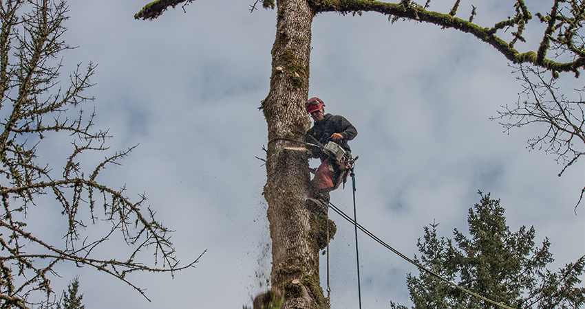 tree-removal-1