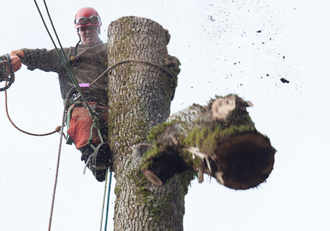 tree-removal-3